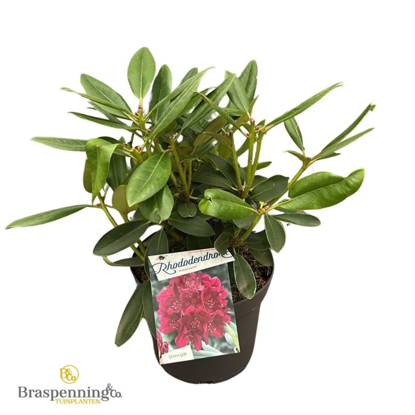 Rhododendron – Rhododendron (P); 'Polarnacht' - C5 30-40 CM